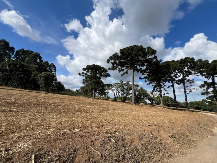 Área rural / urbana